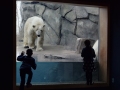 Como Park polar bear exhibit