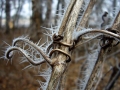 Frost on vine