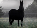 Black horse in fog