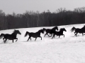 Black horse in snow