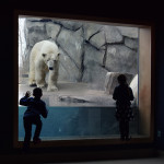 Como Park Polar Bear Exhibit